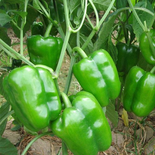 顶能食品厂家优质青椒粒绿色脱水蔬菜出口级品质