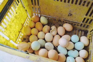 家庭农场承包计划 不过是两顿饭的钱,就能每周定时吃上有机时令蔬菜和新鲜草鸡蛋